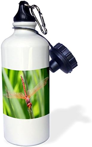 3dRose Böcekler Yusufçuk Spor Su Şişesi, 21 oz, Beyaz