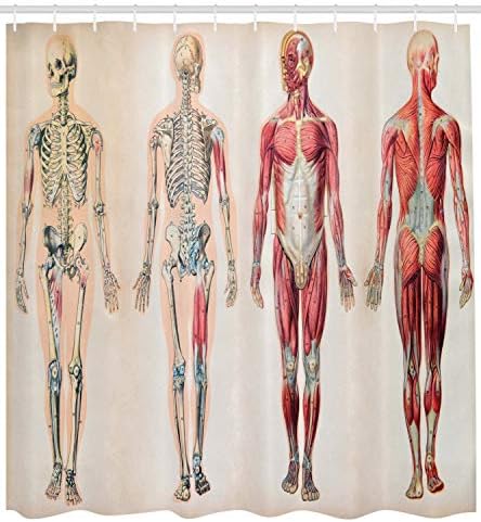 Ambesonne İnsan Anatomisi Duş Perdesi, Vintage Grafik Vücut Ön Arka İskelet ve Kas Sistemi Kemik Kütlesi Grafik, Bez Kumaş