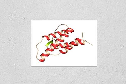 İnterlökin 4 (IL-4, insan, rekombinant) proteinin poster reprodüksiyonu. Naif yardımcı T hücrelerinin Th2 lenfositlerine farklılaşmasını